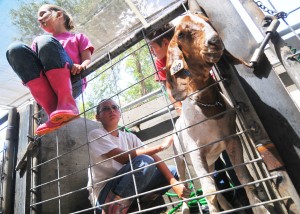 Fair starts